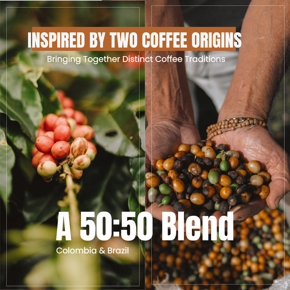 HORIZON House Blend