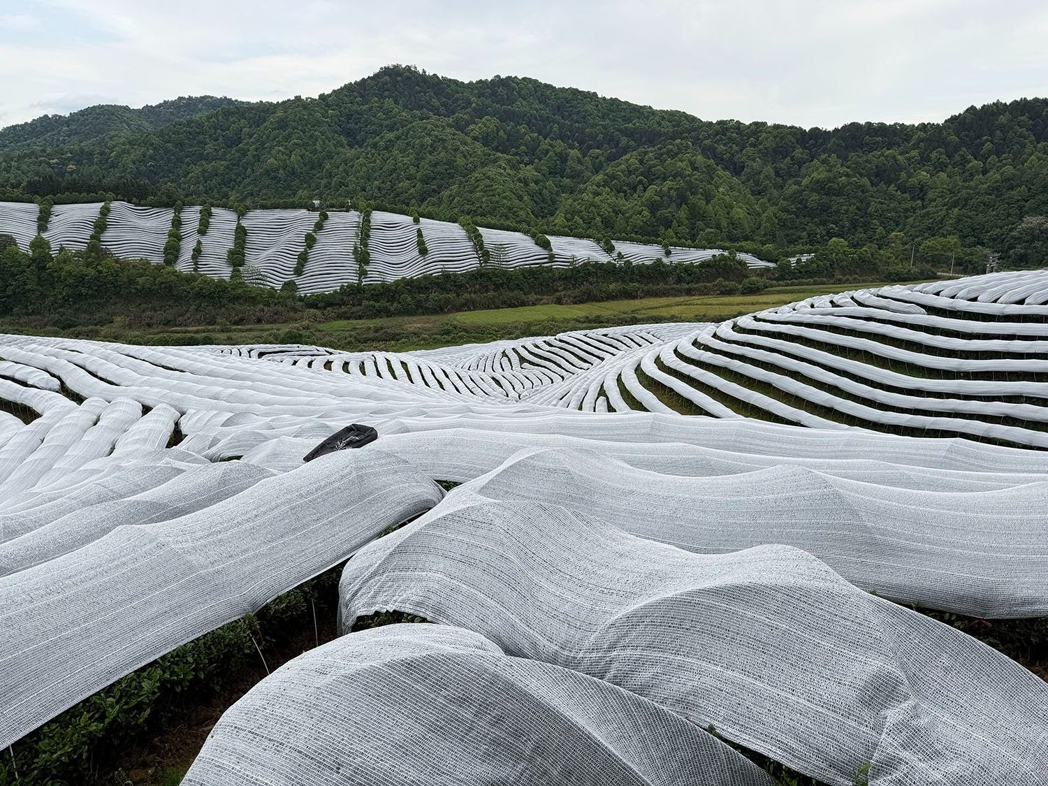 Shade-covered matcha tea rows across green hills