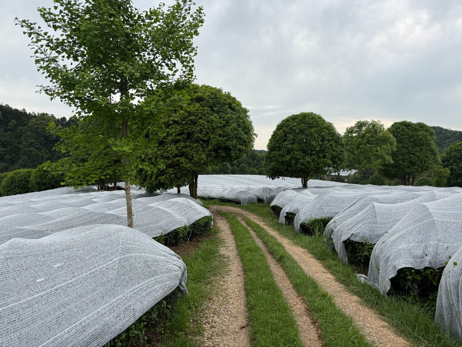 A path between rows of shaded matcha tea plants
